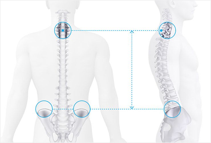 Torso length